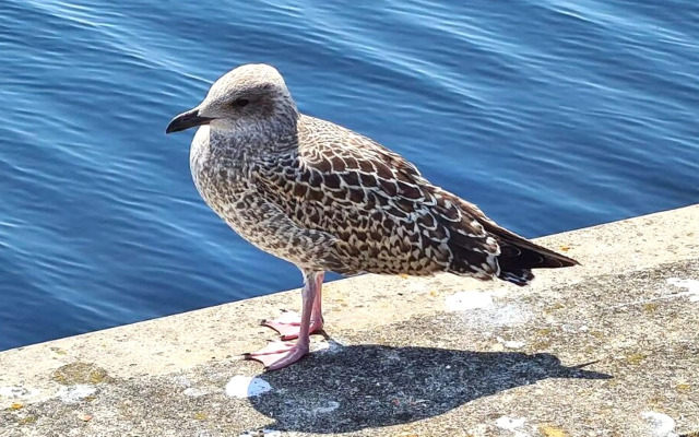 Stylish Apartment With Balcony