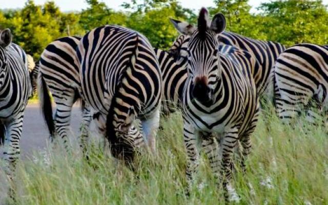 Inyanga Safari Lodge