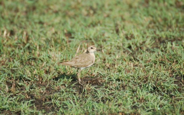 Mara Intrepids Tented Camp