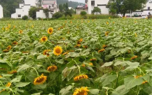 Xiuning Tingfengge Farmhouse