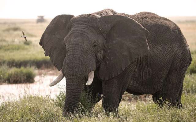 Serengeti Sojourn Mobile Camp