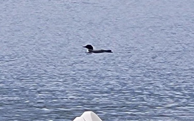 Mooseberry Cabin, Willow AK