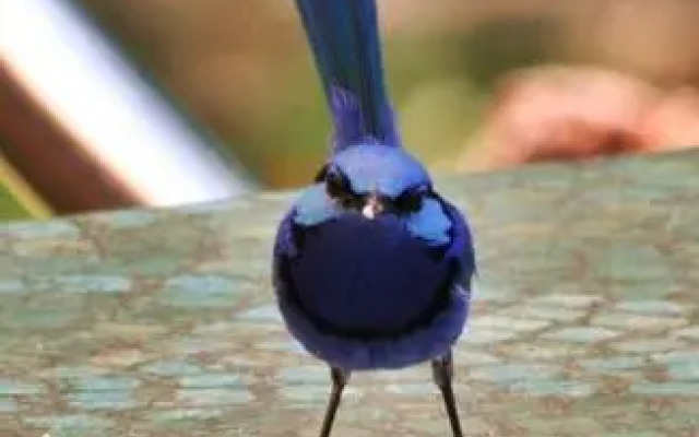 Barrabup Sanctuary BirdHide