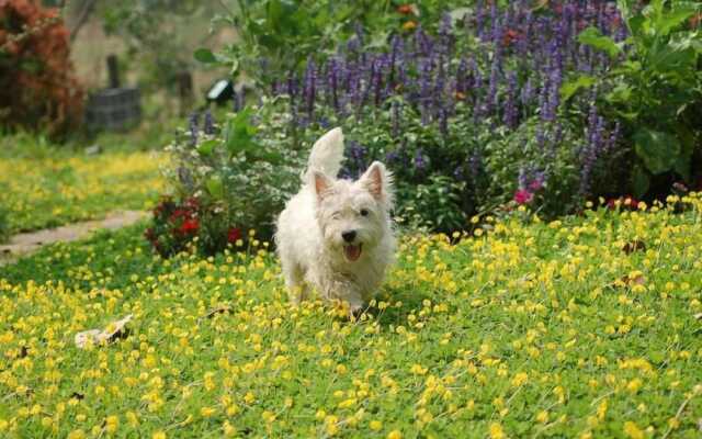 Red Z Cool Mountain Resort