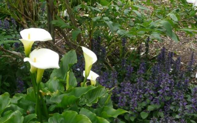 Wisteria Lodge Bed and Breakfast