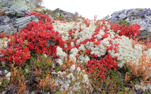 Høvringen Høgfjellshotell