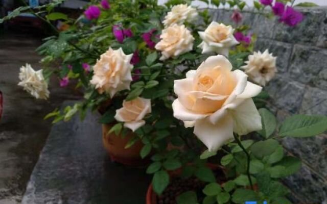 Xingxingyu Qixi Flower Garden