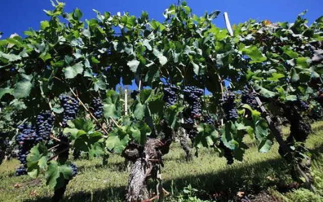 Agriturismo La Vrille
