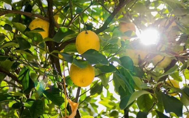 Agriturismo La Limonaia