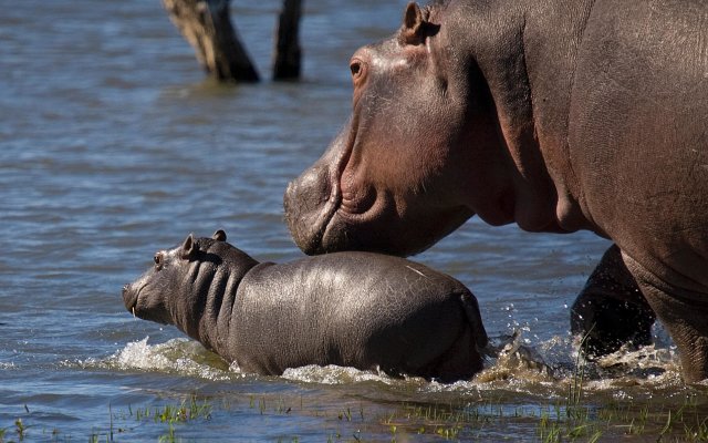 Mjejane River Lodge