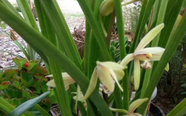 Xianju Yiguangju Nongjiale