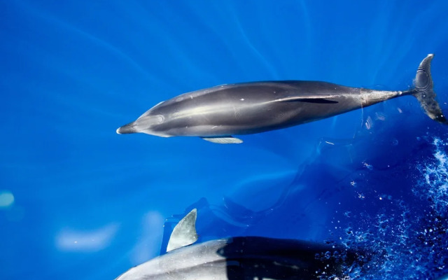 Penthouse Caniço de Baixo