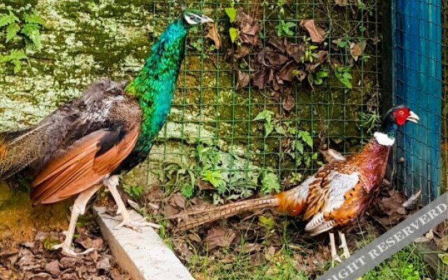 Nania Manor Yododo Inn