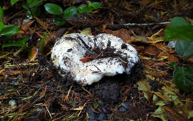 The Cabin at Moon Dance