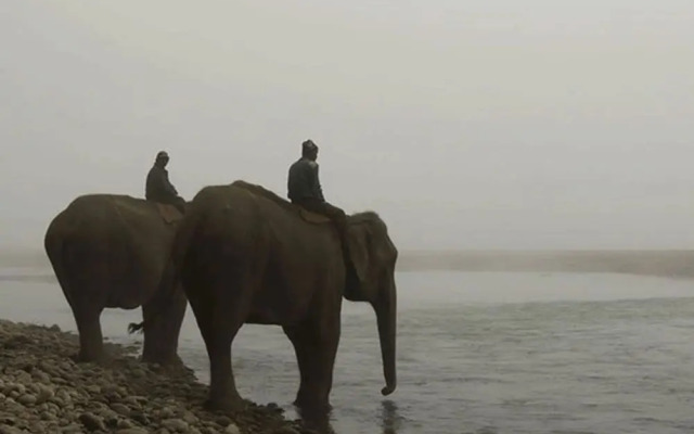 Tigertops Elephant Camp
