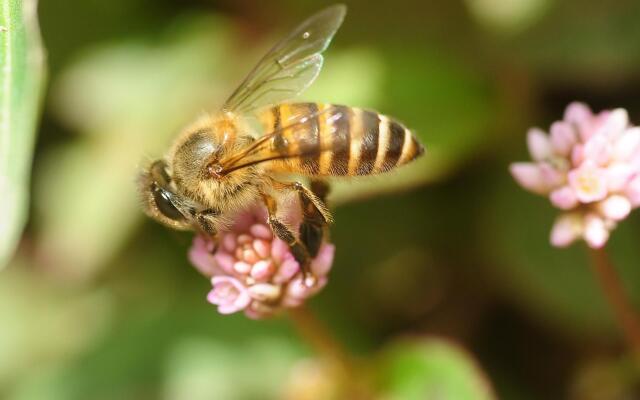 Star Regency Hotel Apartments