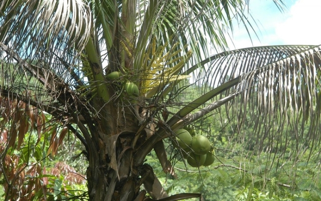 Heliconia House