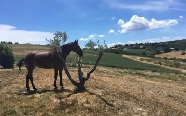 Agriturismo Il Merollo