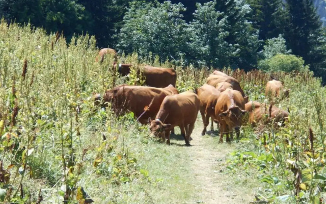 Apartment in Doucy With Mountain Views