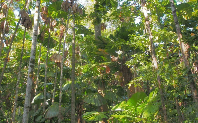 Daintree Wilderness Lodge