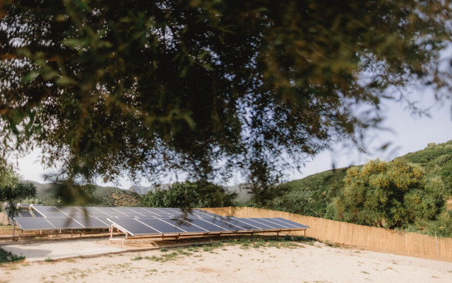 Socrates Organic Village - Wild Olive