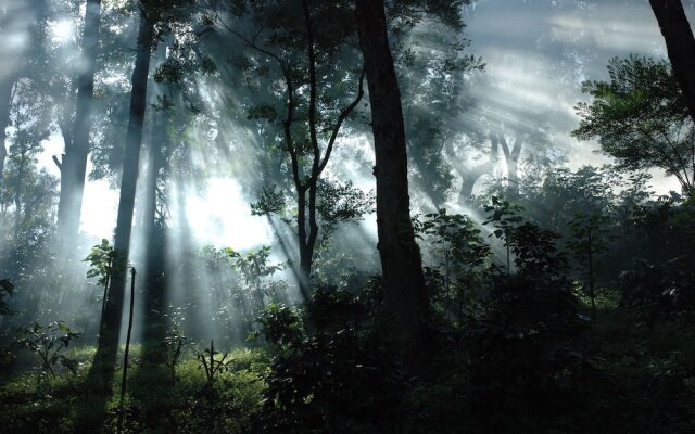 Ama Plantation Trails , Coorg