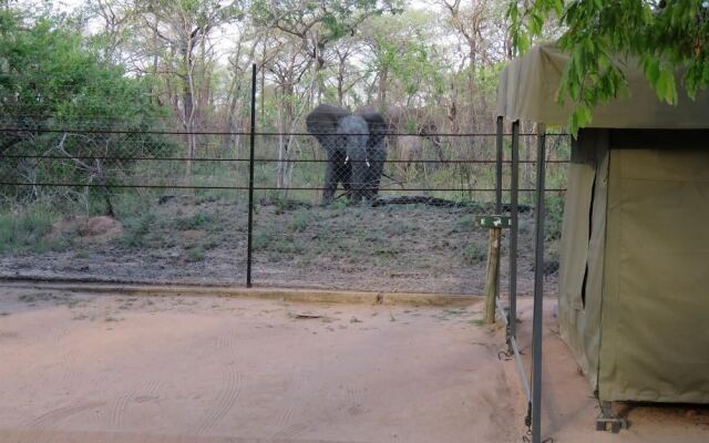 Tented Adventures Pretoriuskop Rest Camp