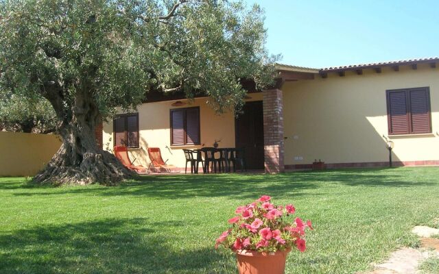 House Surrounded by Olive Trees