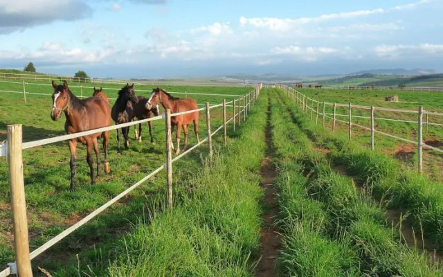 Wynnholme Stud Self Catering