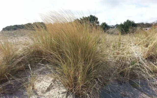 Beach Dune 18 on the Beach