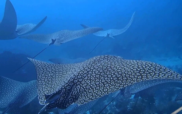 Mandhoo Guesthouse & Dive