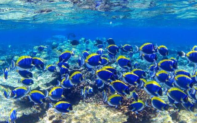 Sundive Lodge Maldives