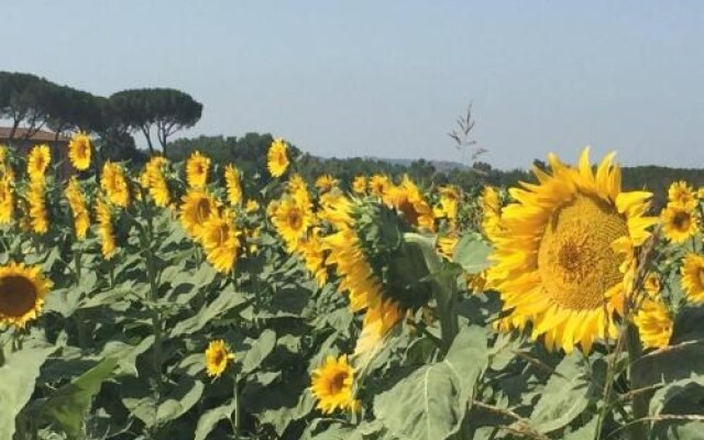 Agriturismo Il Leccione