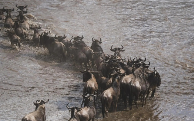 Royal Mara Safari Lodge