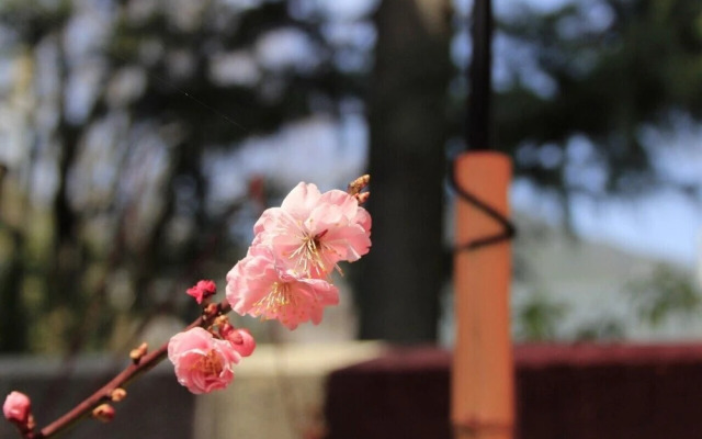 SAMURAI Guest House