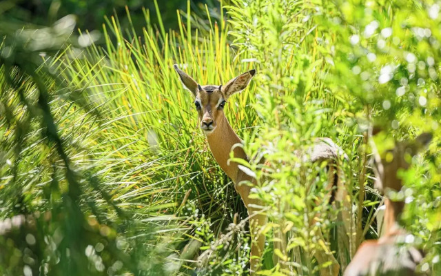 San Lameer Villa 13924