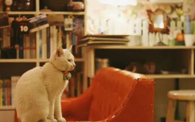 Langqing Residence Sky Garden Cat Café & Scenic View Inn (Yangshuo West Street Branch