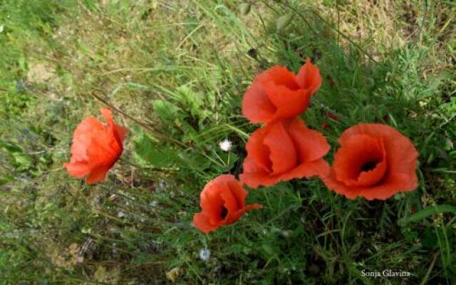 Guest House Garni Mimosa