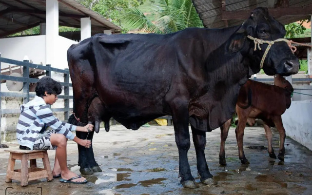 Hotel Fazenda Pedra do Rodeadouro