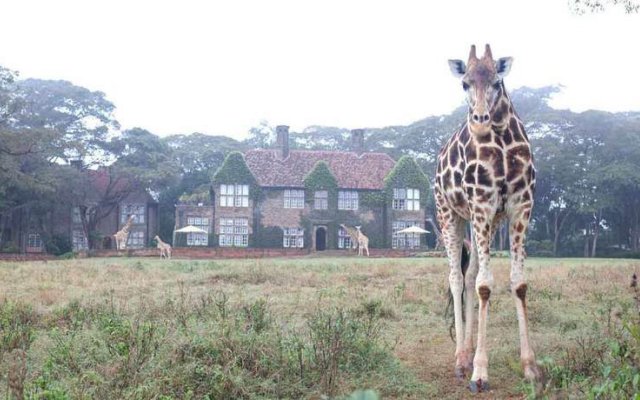 Giraffe Manor