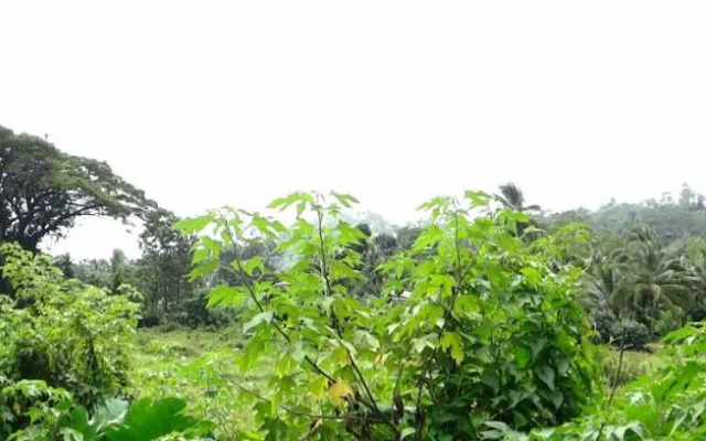 Rural Jungle Backpackers Hostel