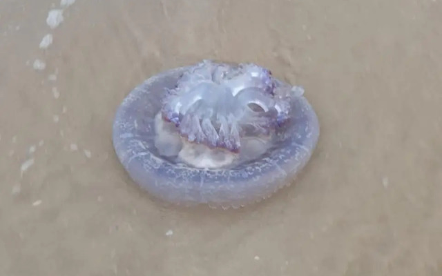 The Sparrow's Nest Beach-Front Self-catering