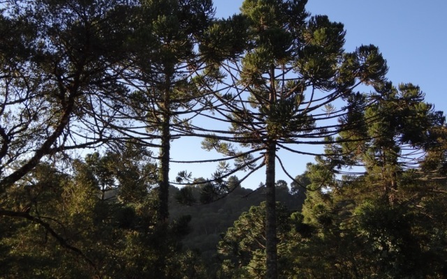 Chalé da Floresta
