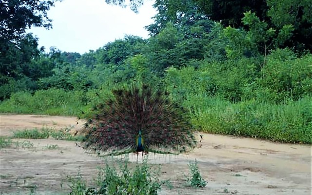 Jungle Vista