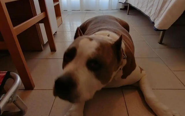 Kristalex Pet Family Hotel