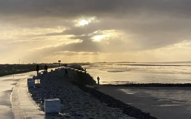 Dandelion Modern Retreat