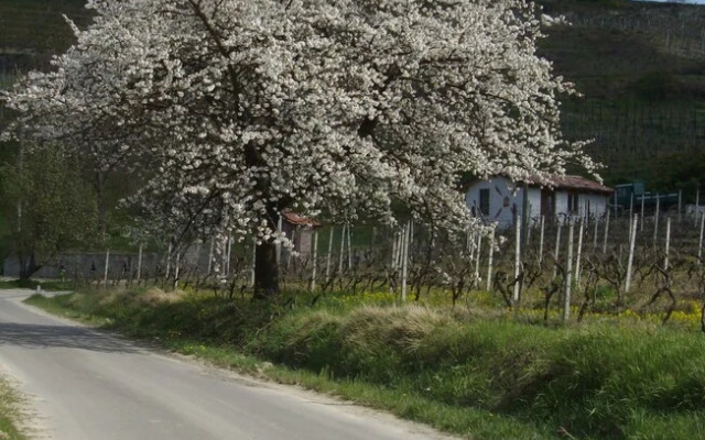 La Martinella