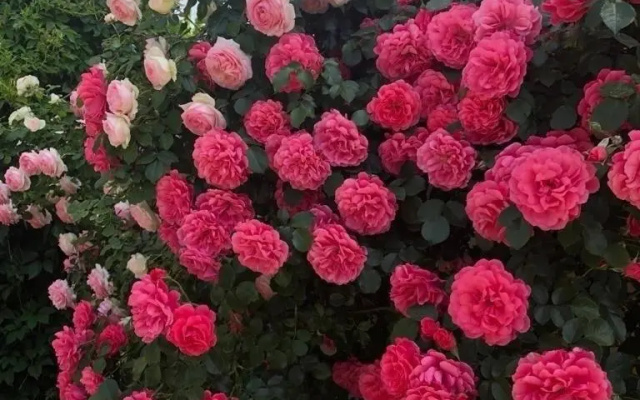 Гостевой дом Елена