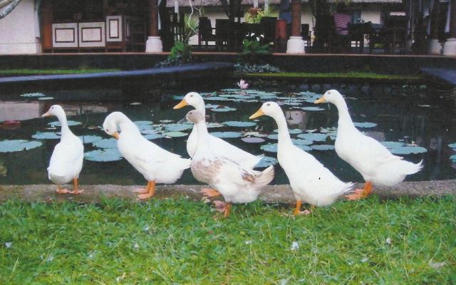 Villa Taman di Blayu
