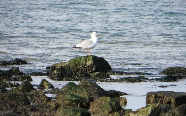Hotel de Logerij Renesse